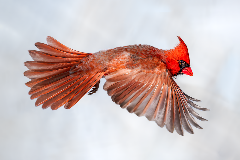 Cardinal | Crimson Drift Photography Art | Spielman Photography