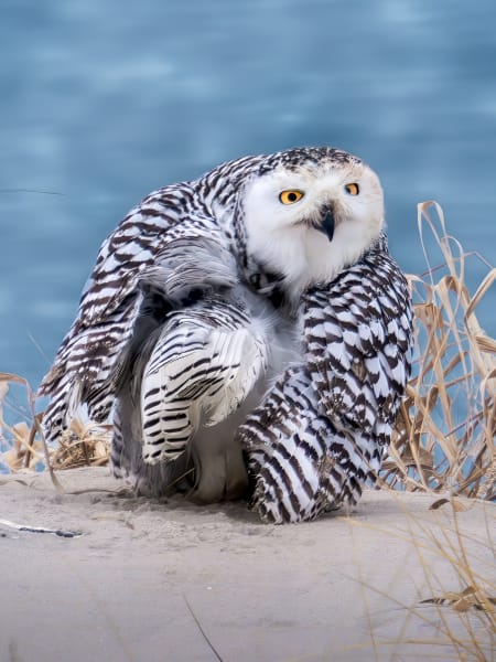 Snowy Owl | Caught In The Act Photography Art | Spielman Photography
