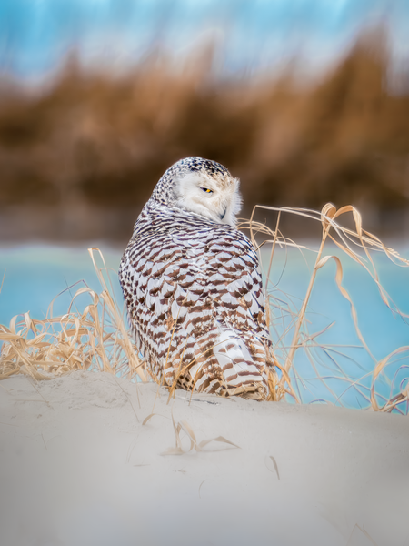 Snowy Owl | Snowy Sass Photography Art | Spielman Photography