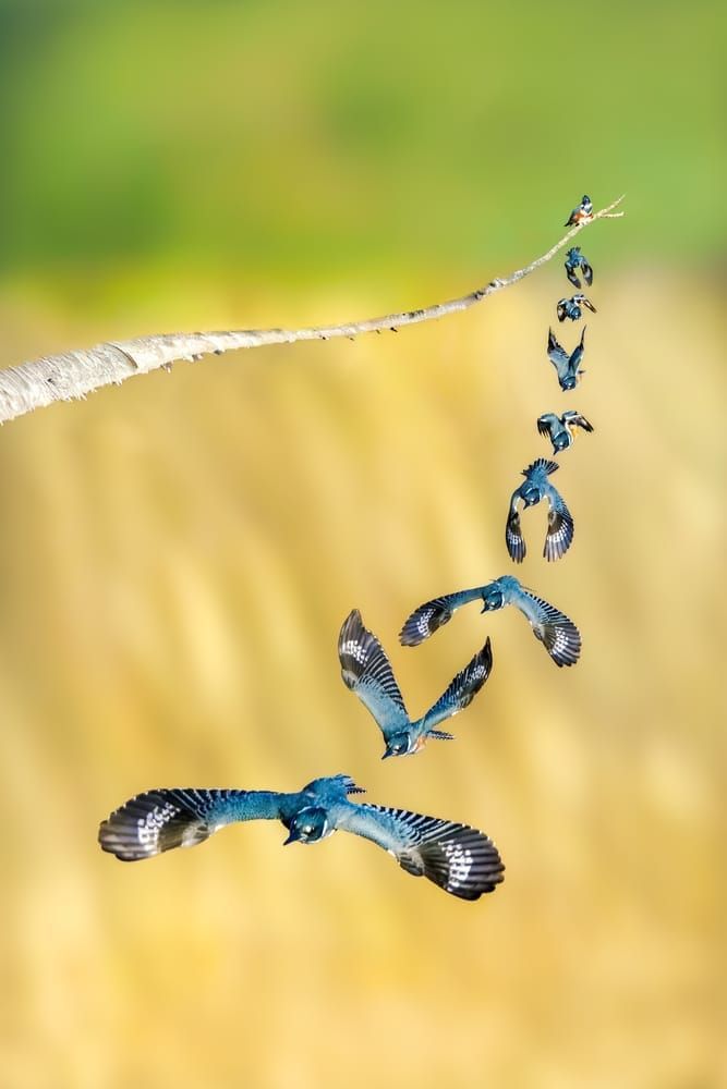 A King’s Exit – Belted Kingfisher Launch Sequence | Alex Spielman Photography