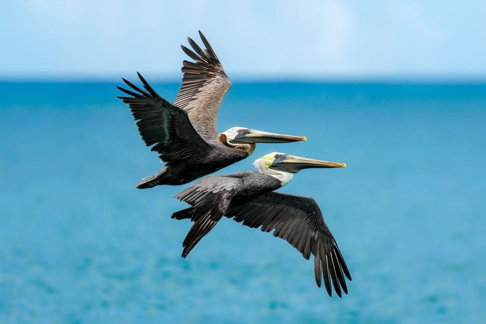 Brown Pelican | Flying In Formation Photography Art | Spielman Photography