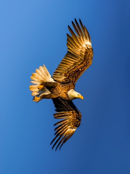 Above The Horizon - Majestic Eagle in Flight Photography