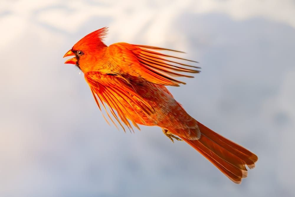 Cardinal | Flames On Ice Photography Art | Spielman Photography