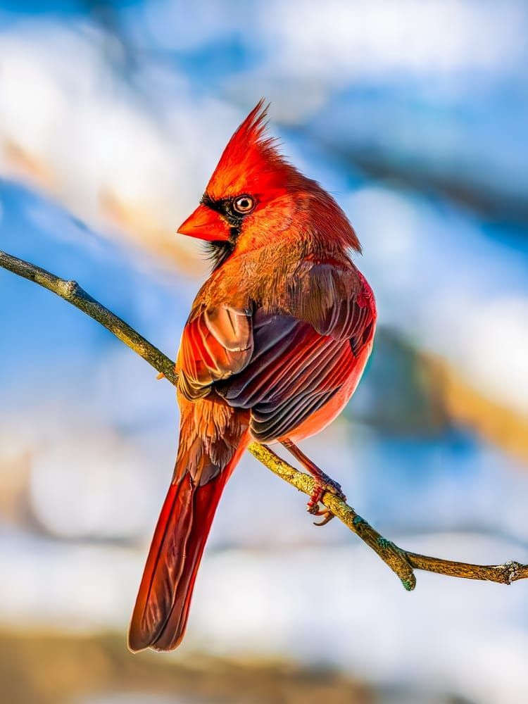 Cardinal | Fire And Frost Photography Art | Spielman Photography