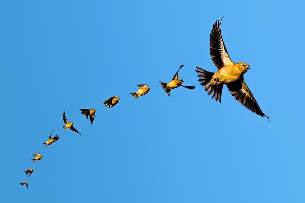 Finch In Sequence 02 - Majestic Flight Series