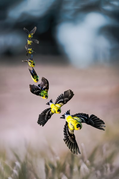 Finch In Sequence | Majestic Flight Wildlife Photography