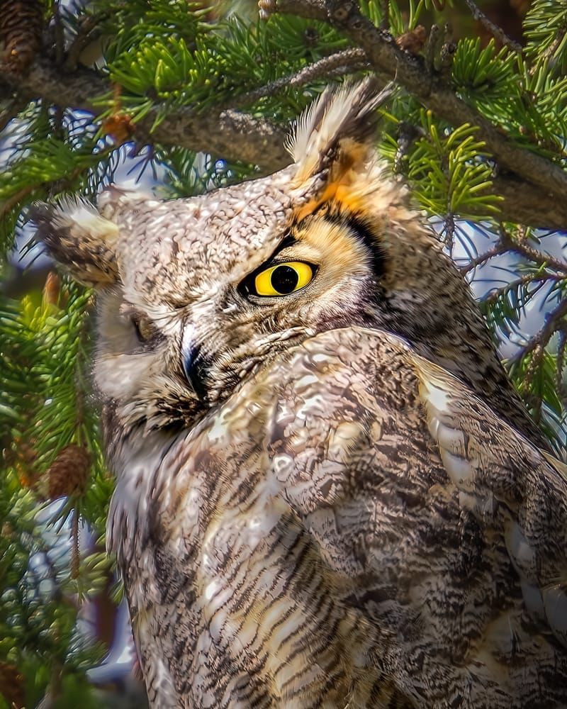 The Silent Hunter - Great Horned Owl Photography