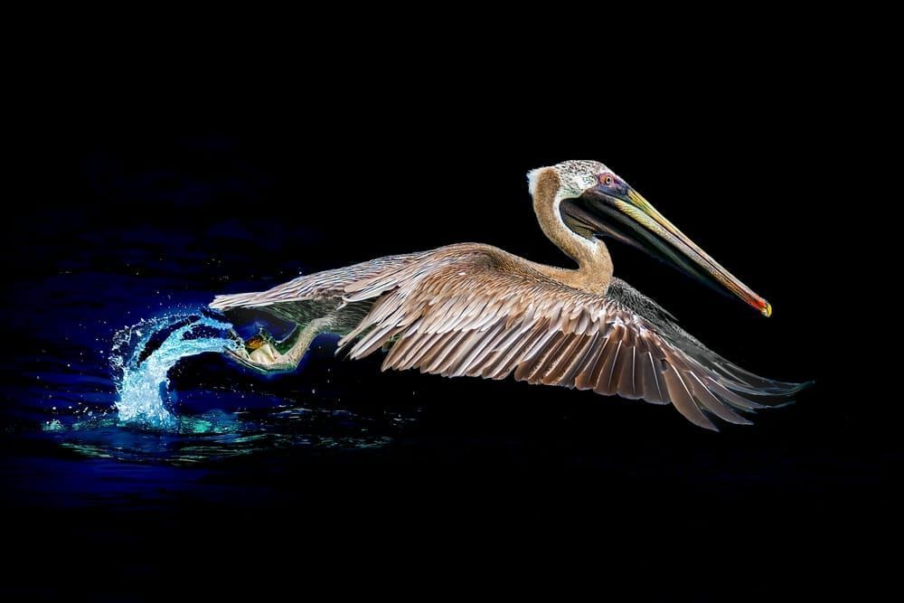 Brown Pelican | Dark Launch Photography Art | Spielman Photography