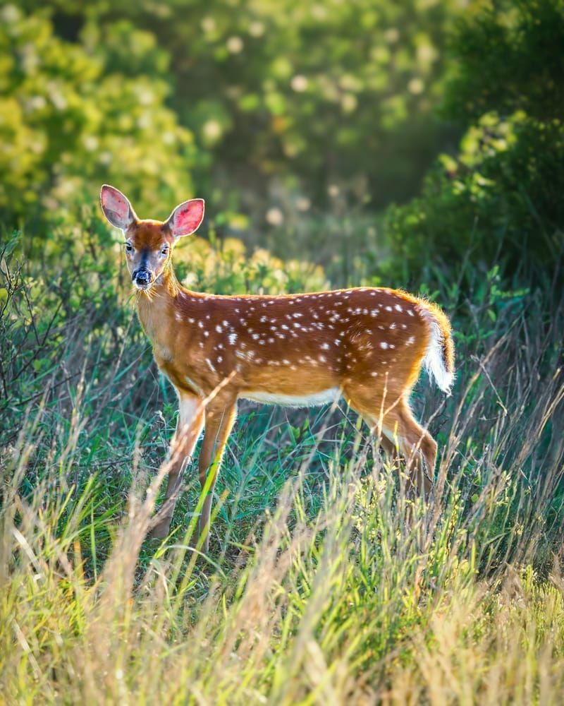Dawn's Gentle Fawn - Serene Wildlife Photography