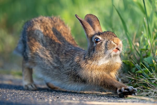 Down Rabbit - Wildlife Photography 