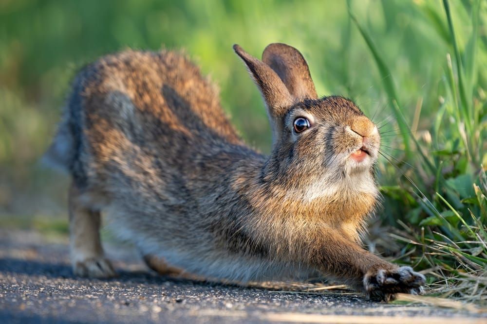 Down Rabbit - Wildlife Photography 