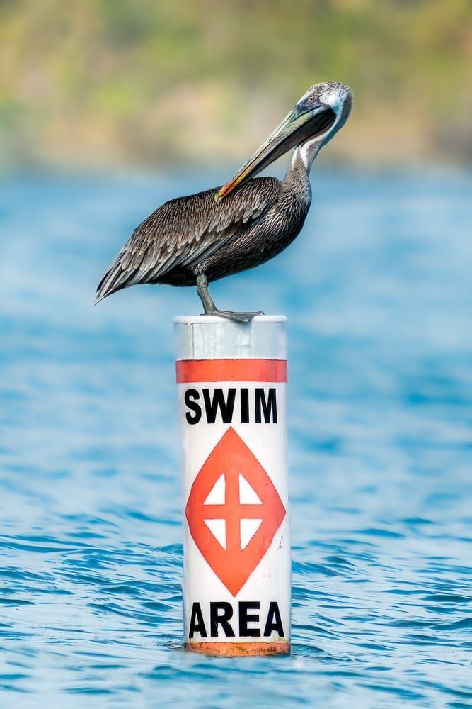 Brown Pelican | Don't Swim Photography Art | Spielman Photography