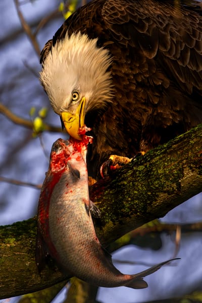 The Hunter's Feast - Wildlife Photography of a Raptor Feeding