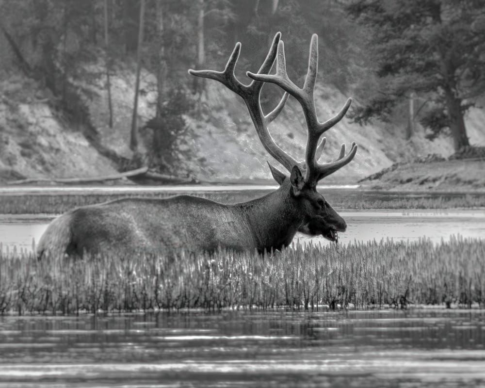 Tranquil Waterscape - Black and White Wildlife Photography