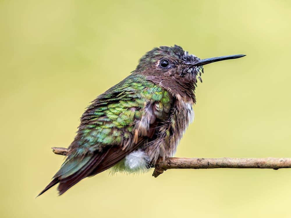 Hum of the Forest - Vibrant Hummingbird Photography