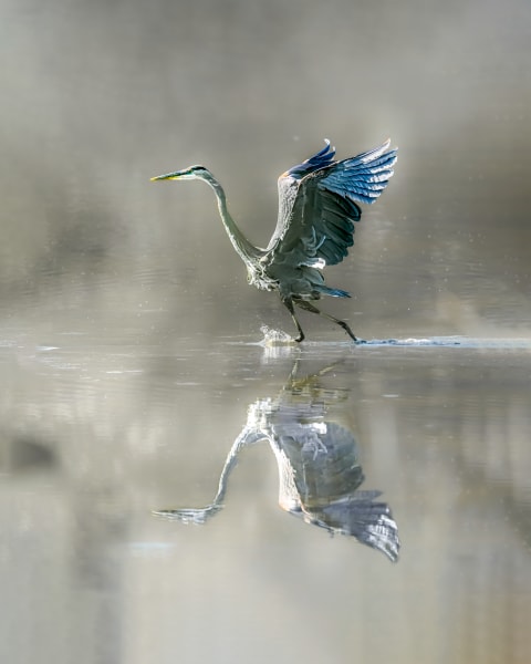 Flight of the Water Dancer - Wildlife Photography - Heron in Flight