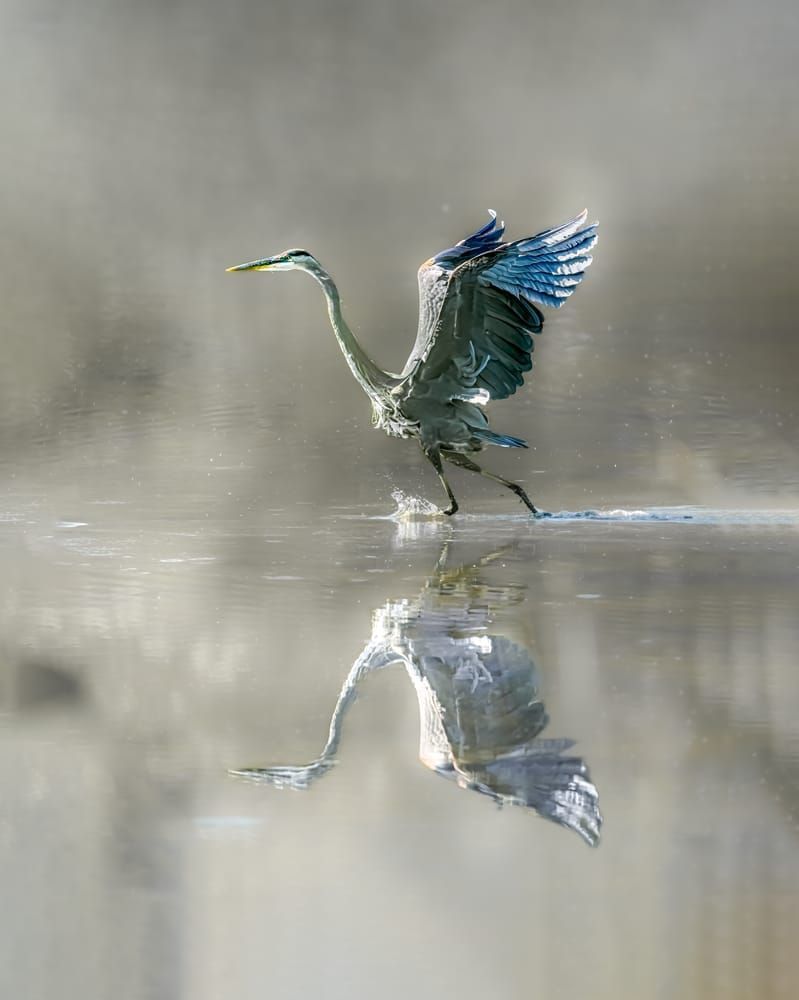 Flight of the Water Dancer - Wildlife Photography - Heron in Flight