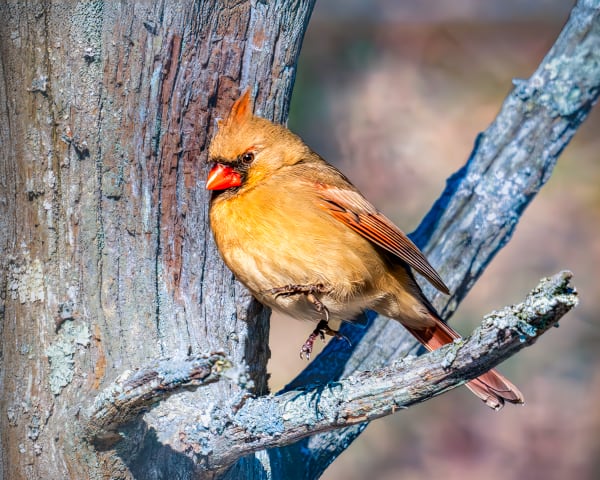 Cardinal | Her Forest Throne Photography Art | Spielman Photography