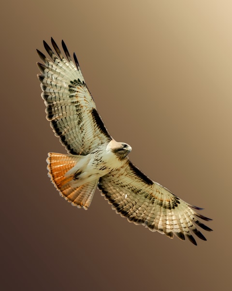 Soaring Majesty - Hawk in Flight Photography
