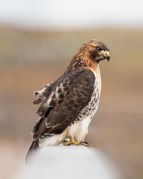 The Watchful Sentinel - Stunning Hawk Photography