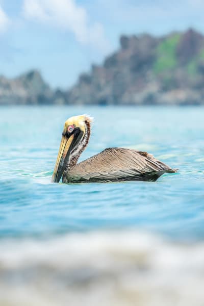Brown Pelican | Island Sentinel Photography Art | Spielman Photography