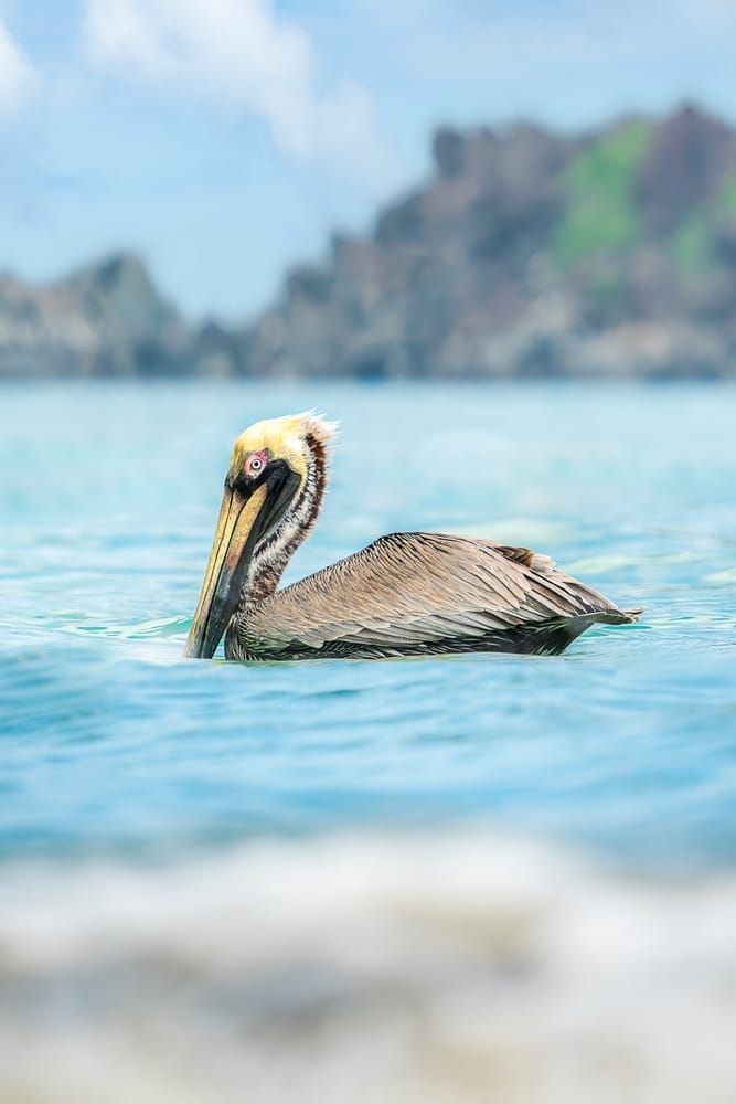 Brown Pelican | Island Sentinel Photography Art | Spielman Photography