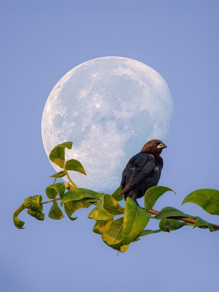 Lunar Perch - Serene Bird Photography with Moon