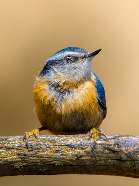 Red Breasted Nuthatch | Little Lookout Photography Art | Spielman Photography