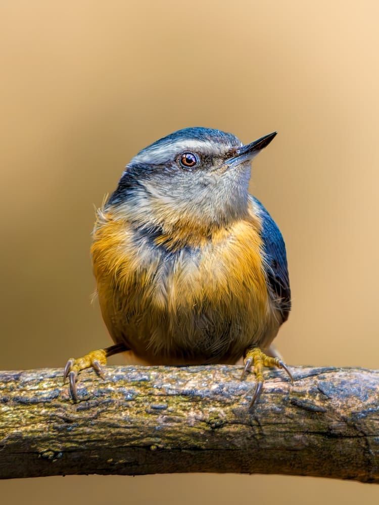 Red Breasted Nuthatch | Little Lookout Photography Art | Spielman Photography