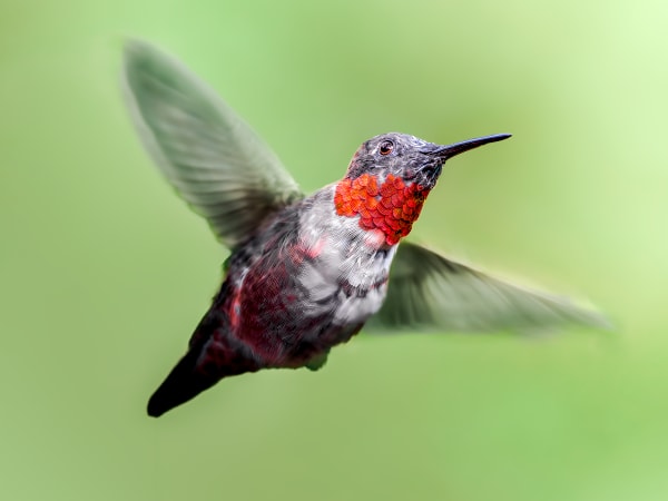 Whirlwind of Color: Vibrant Hummingbird Photography