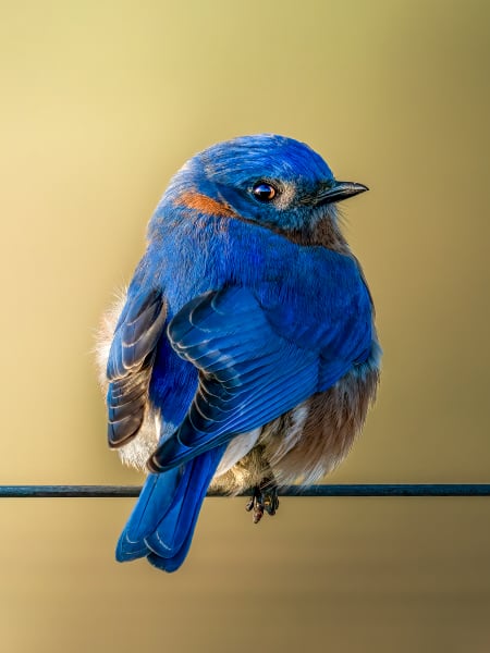 Morning Blue - Stunning Wildlife Photography - Eastern Bluebird