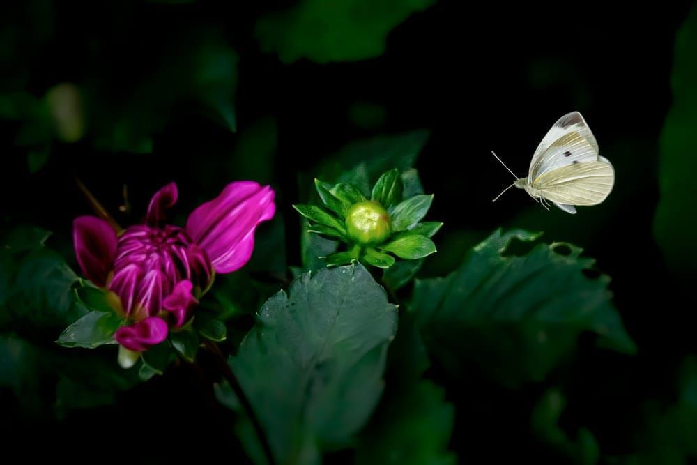Whispering Blooms - Macro Photography of Butterfly and Flowers