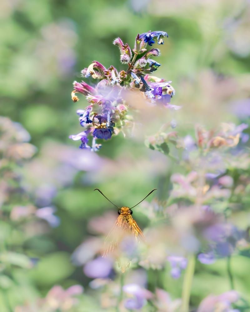 Hidden Beauty - Colorful Butterfly and Flower Photography