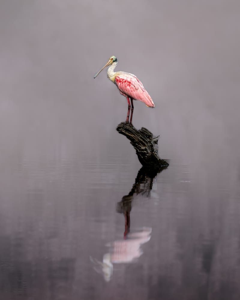 Spoonbill Reflections - Serene Wildlife Photography