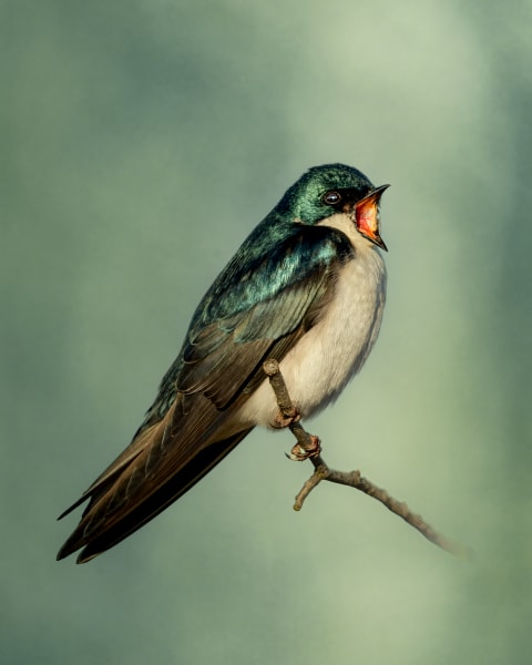 Swallow Screech - Vibrant Tree Swallow Wildlife Photography