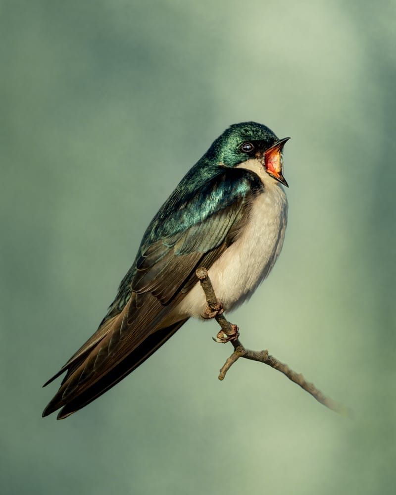 Swallow Screech - Vibrant Tree Swallow Wildlife Photography