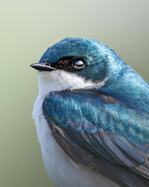 Sapphire - Close-Up Tree Swallow Photography
