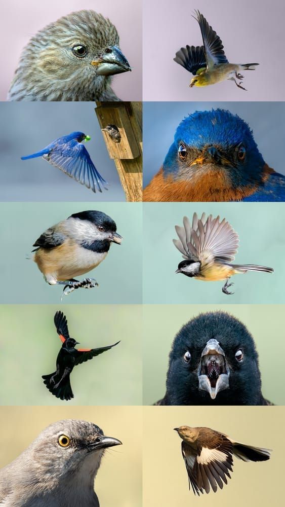 Songbirds | Majestic Flight Series - Bird Photography