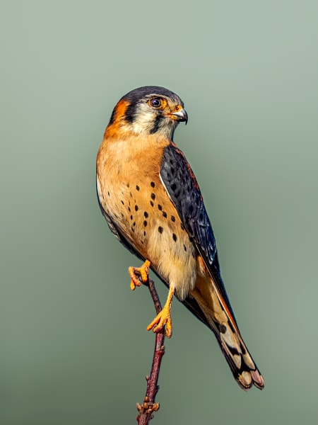 American Kestrel | Perched Majesty - Vibrant Raptor Photography