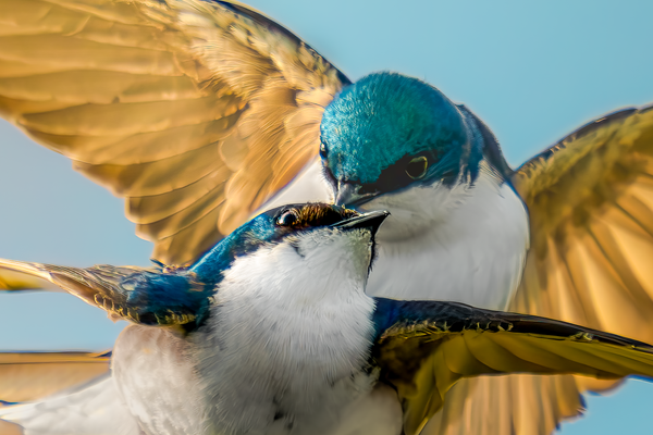 Tree Swallow | Sky Kiss Photography Art | Spielman Photography