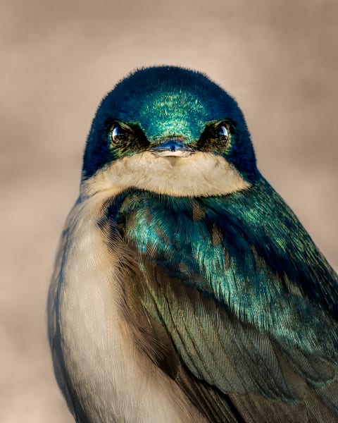 Shimmering Tree - Vibrant Tree Swallow Bird Close-Up Photography