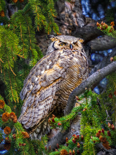 Guardian of the Forest - Great Horned Owl Photography
