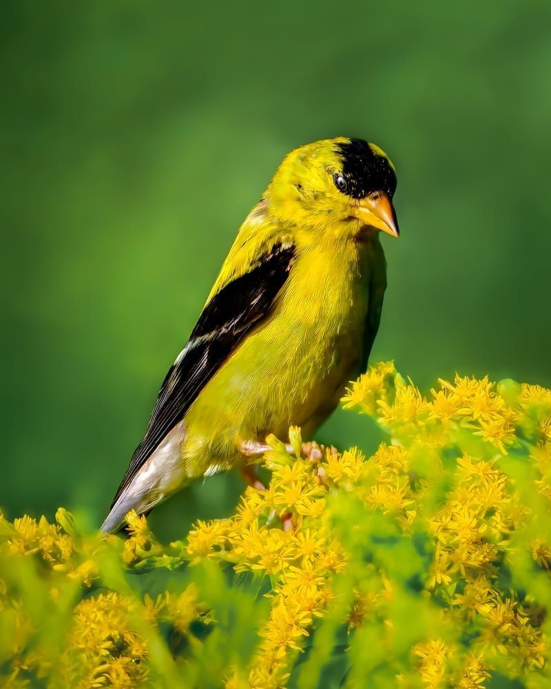 Golden Encounter - Vibrant Golden Finch Bird Photography