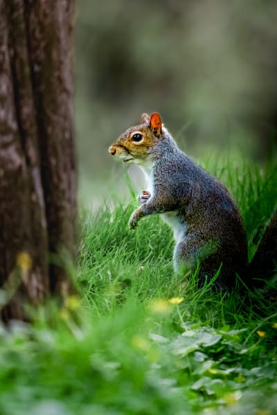 Prince of the Forest - Wildlife Photography of a Squirrel