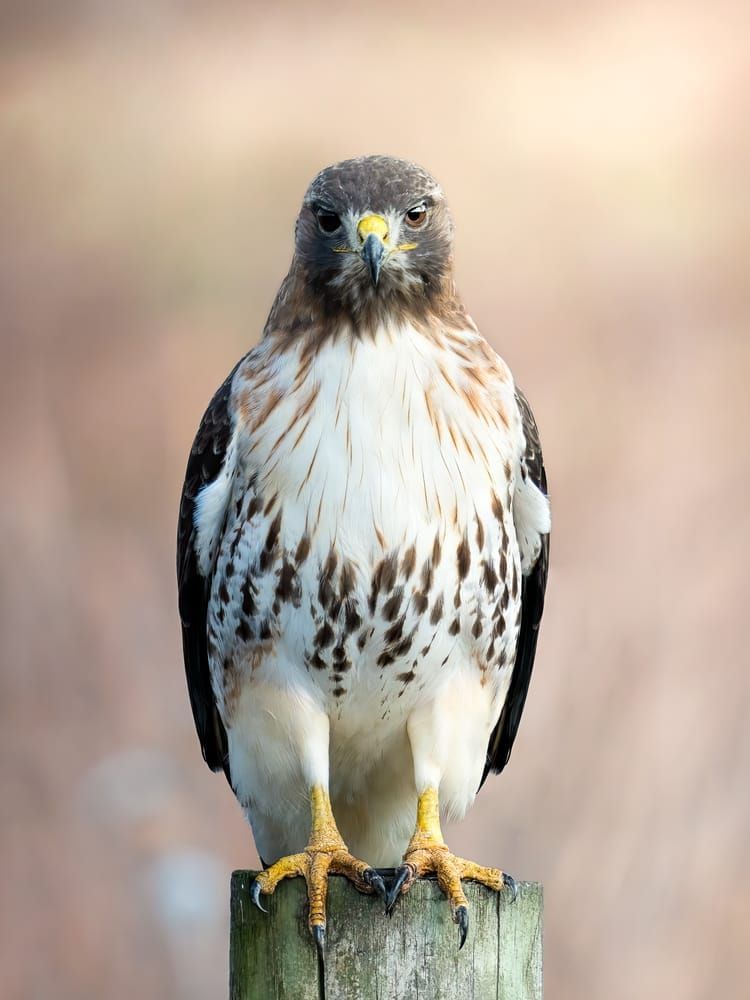 Majestic Hawk Portrait - "Predators Stare" Wildlife Photography