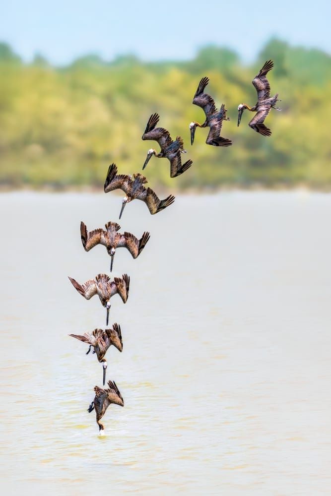 Pelican In Sequence | Majestic Flight Series | Flight Sequence: Pelican Dive - Wildlife Photography