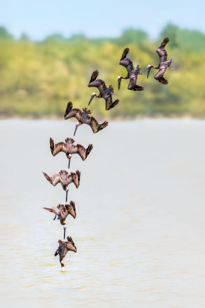 Pelican In Sequence | Majestic Flight Series | Flight Sequence: Pelican Dive - Wildlife Photography