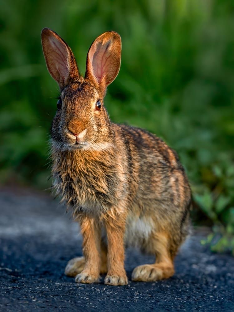 Paws Pause - Curious Rabbit Photography at Dixon Meadow