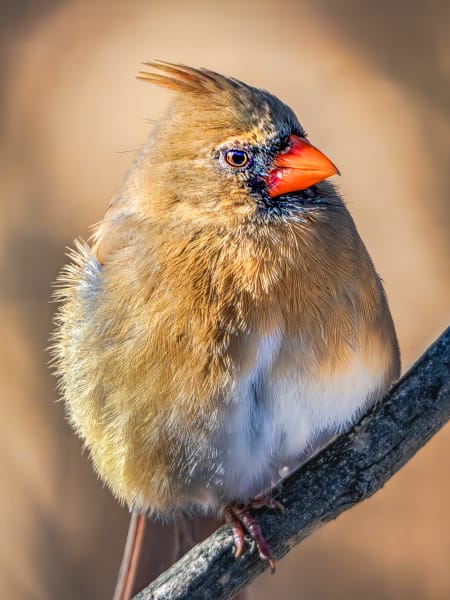 Cardinal | Queen Of The Meadows Edge Photography Art | Spielman Photography