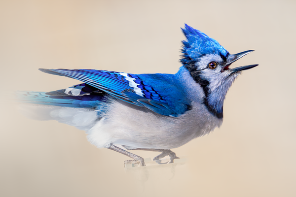 Blue Jay | Veloci Jay Photography Art | Spielman Photography